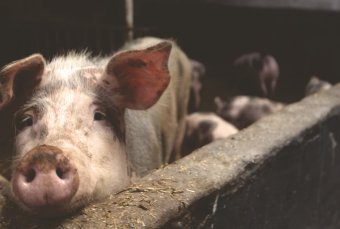 Aktualizacja 25.06.2025 r. Uwaga – ognisko afrykańskiego pomoru świń (ASF) w powiecie wejherowskim